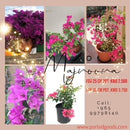 Bougainvillea