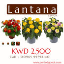 Lantana