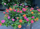 Lantana