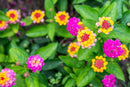 Lantana