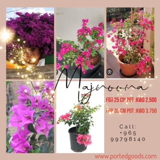 Bougainvillea