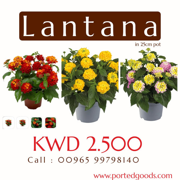Lantana