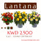 Lantana